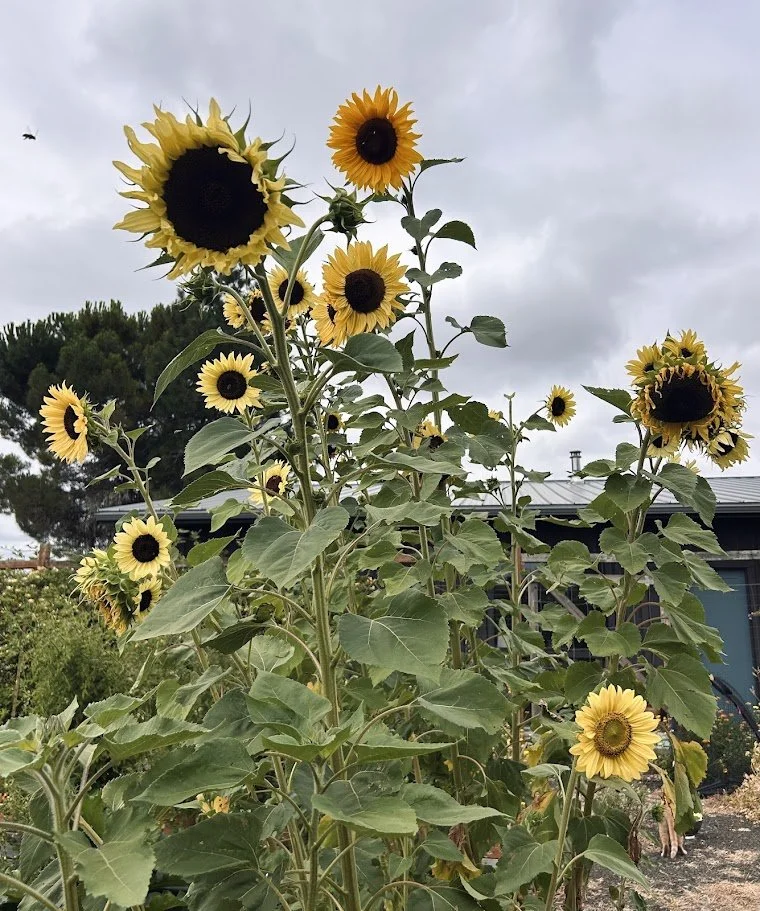 Sunflower 'Moonshine' Seeds — Decker Rd. Seeds